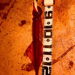 ラストヤリイカ