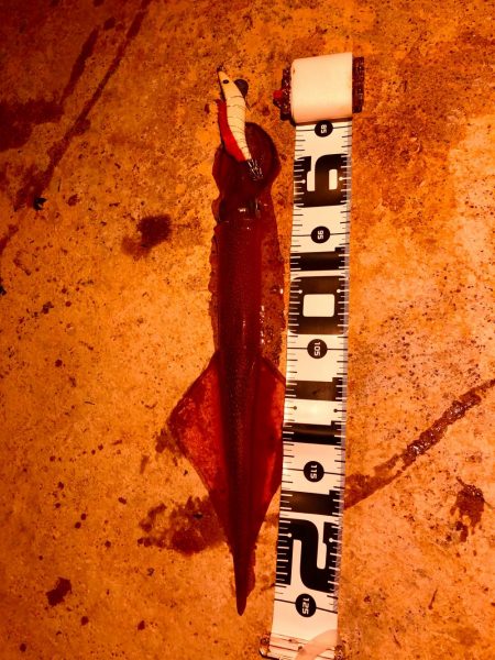 ラストヤリイカ