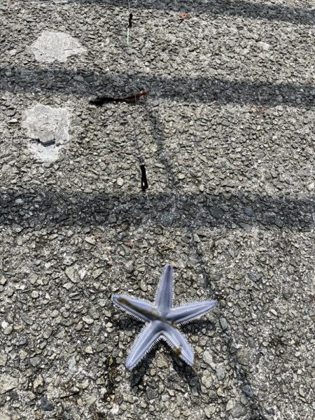 花見カレイ前線まだまだ2