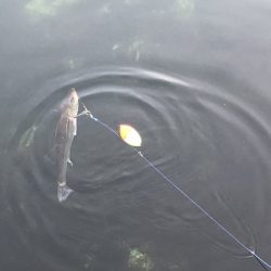 朝マズメにアベレージサイズ