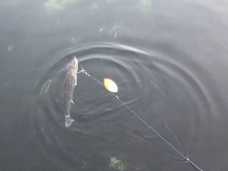 朝マズメにアベレージサイズ