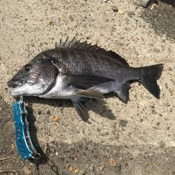 ヘチ釣りで本命チヌGET