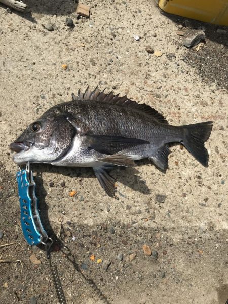 ヘチ釣りで本命チヌGET