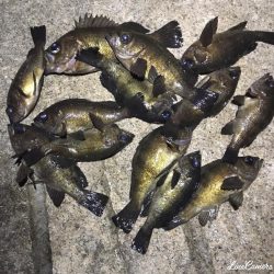 久々の淡路島メバリング