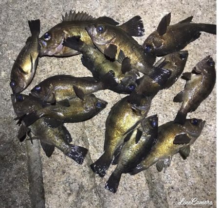 久々の淡路島メバリング