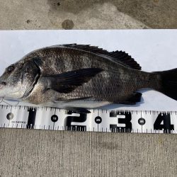 やっと来た! 47cm