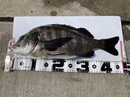 やっと来た！ 47cm