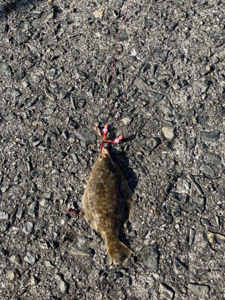 花見カレイ開花宣言まだまだ