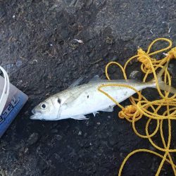 越前三国港尺アジ祭り開催中！！