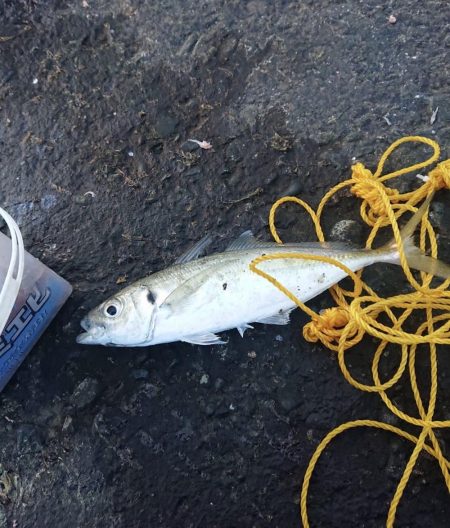 越前三国港尺アジ祭り開催中！！