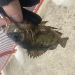 デイメバリング