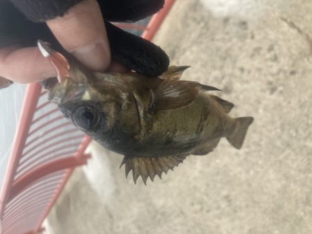 デイメバリング