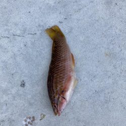 すさみ港にてちょい釣り