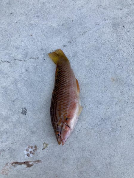 すさみ港にてちょい釣り