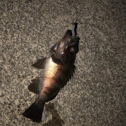 メバリングタックル入魂式