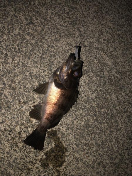 メバリングタックル入魂式