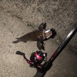 メバリング、２夜連続！