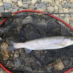 一年ぶりのエリアトラウト!果たして釣れるのか⁈