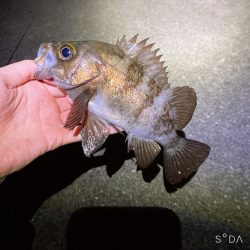 満潮の潮が緩やかになった時