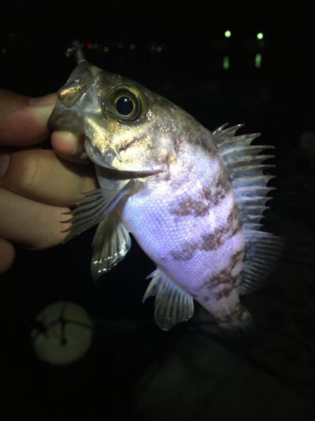 たかたか釣り日記