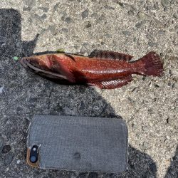 花見カレイ不発