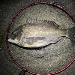 チニングで巨チヌ