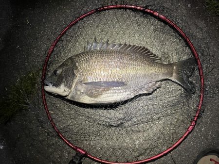 チニングで巨チヌ