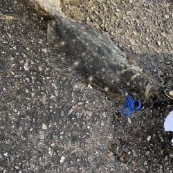 思わぬ大物！！