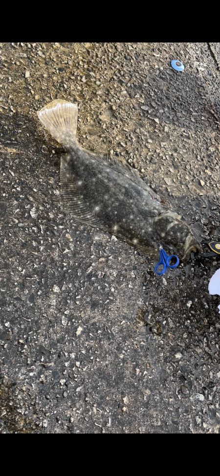 思わぬ大物！！