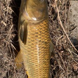 地元の川でパン鯉ゲーム