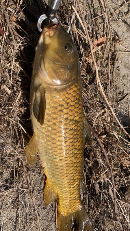 地元の川でパン鯉ゲーム