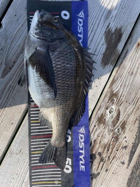 イチノ兄弟、釣果！