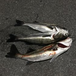 今年初シーバス