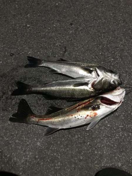 今年初シーバス