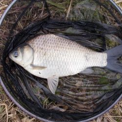 紀ノ川 ヘラブナ釣り 40cm前後✖3枚