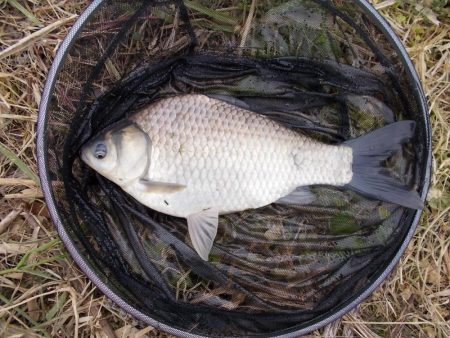 紀ノ川 ヘラブナ釣り 40cm前後✖3枚