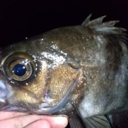 ウネリ残る中でのメバリング