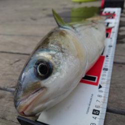 マレッティング