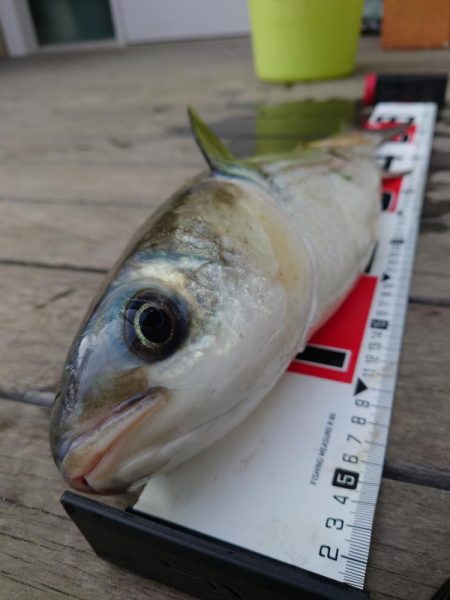 マレッティング