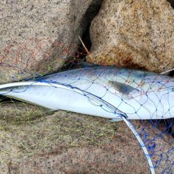 ヒラメ狙いでまさかの・・