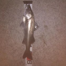 撒きに行ってきました