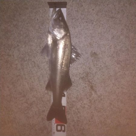 撒きに行ってきました