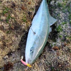 まさかのメジロ