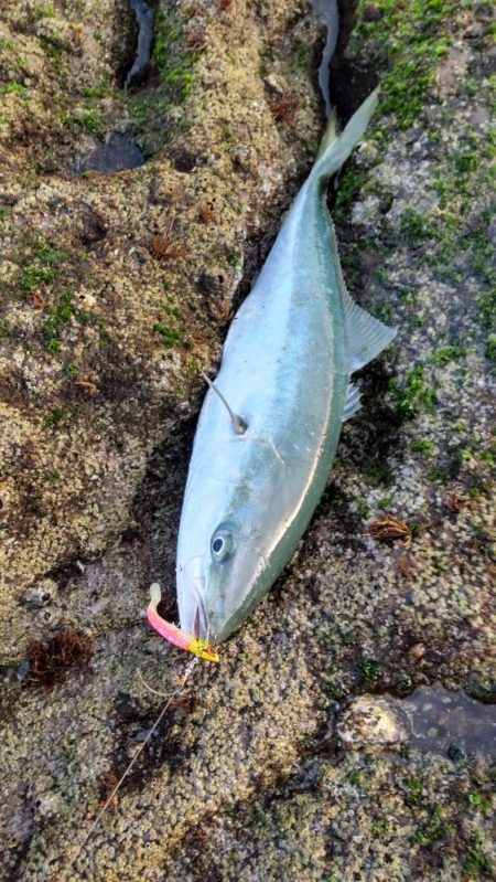 まさかのメジロ