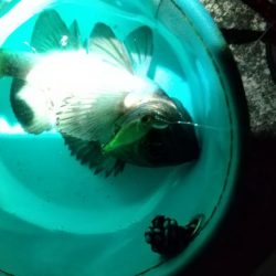 メバル狙いでしたが