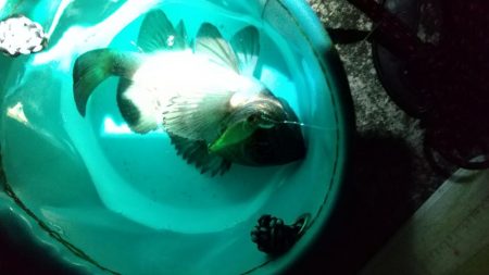 メバル狙いでしたが