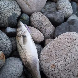 ホタルイカパターン