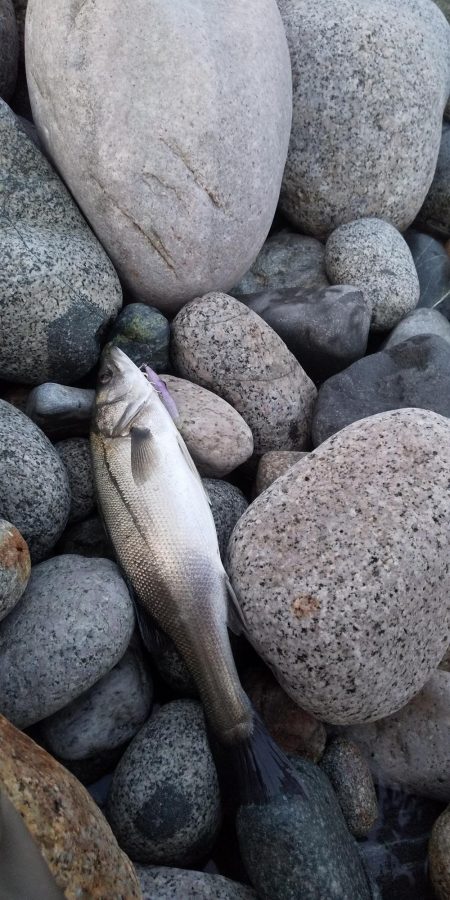 ホタルイカパターン