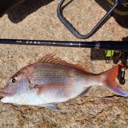 美味しい食材GET