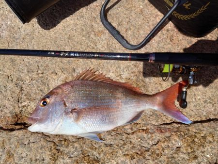 美味しい食材GET